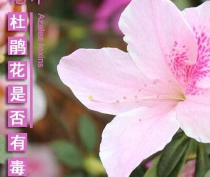 工作里程碑 杜鵑花有毒嗎